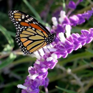 The Monarch butterfly is a universal symbol of resurrection of the spirit